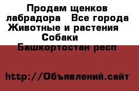 Продам щенков лабрадора - Все города Животные и растения » Собаки   . Башкортостан респ.